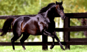 Screen Shot 2017-05-26 at 4.35.20 PM